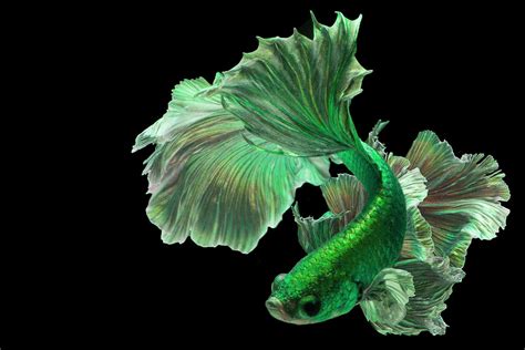 Green Betta Fish: A Rare Shade Of The Basic Breed .